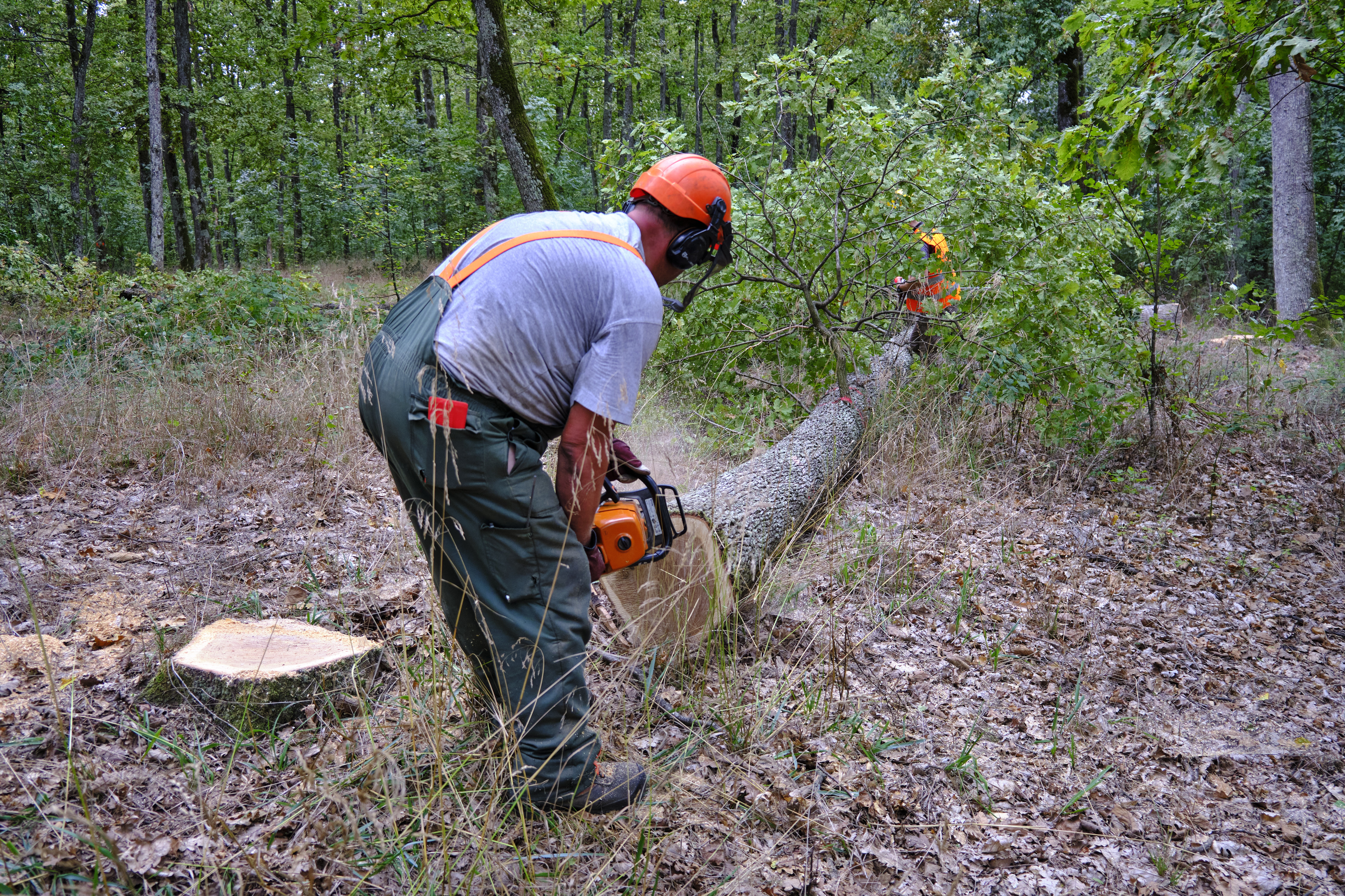 Forest worker