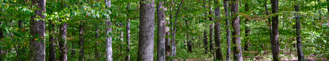 Productive forests Croatia