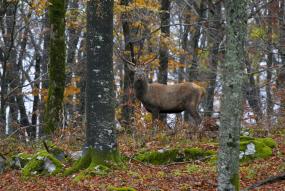 Deer in Slovenia