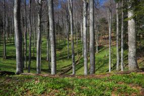 Forest in Slovenia 2