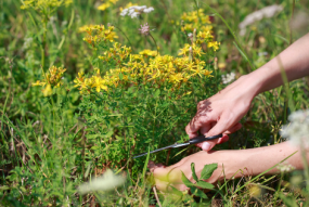 Medicinal plants