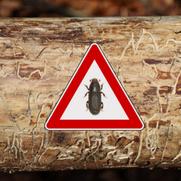 Bark beetle