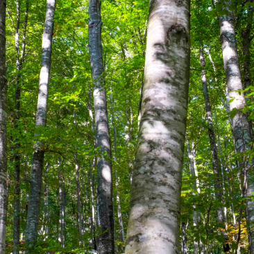 Beech forest in Slovenia