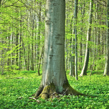 Beech tree