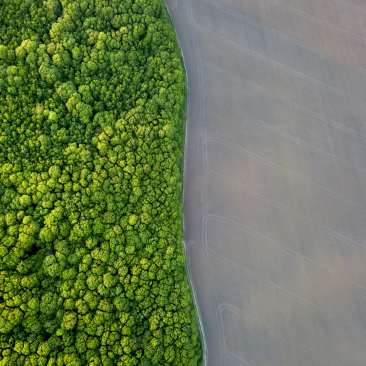 Forest agriculture field