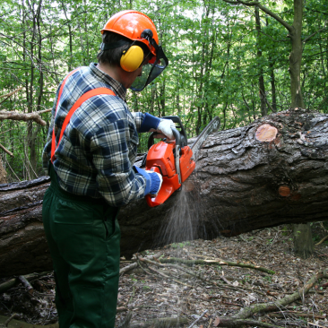 Tree harvest