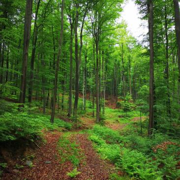 Forest in Bosnia