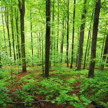 Forest in Bosnia and Herzegovina