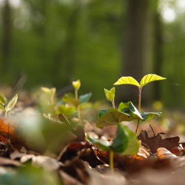 Natural tree regeneration