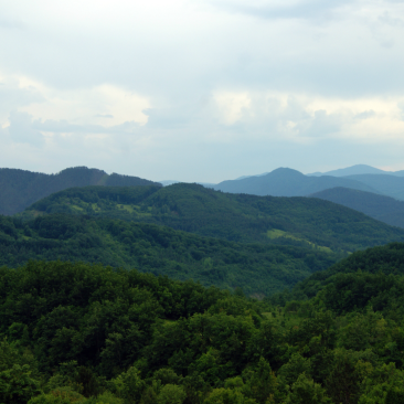 Forest in Serbia mountains green