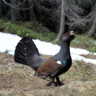 Tetrao urogallus