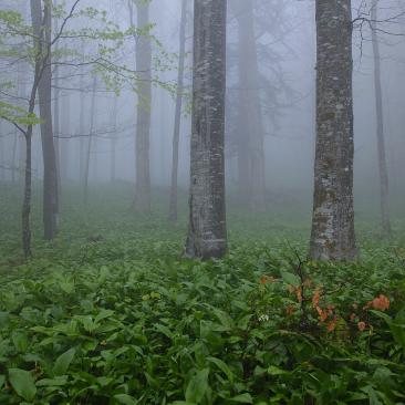 Forest in Slovenia 3