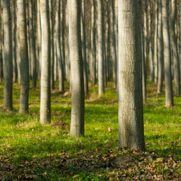 Forest plantation