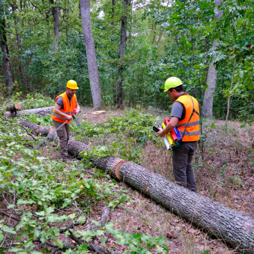 Forest workers tree quality labelling