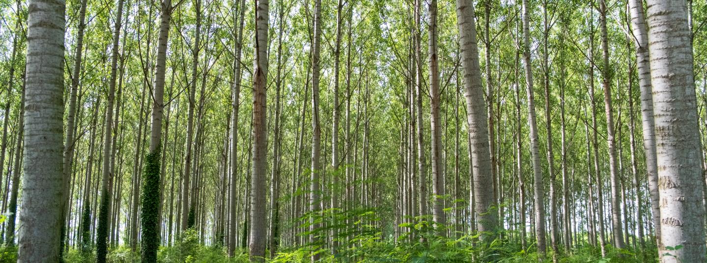 Forest plantation Vojvodina Serbia