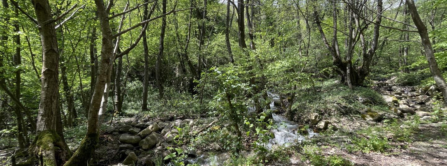 Forest-Day