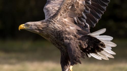 White-tailed eagle (Haliaeetus albicilla)