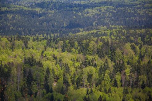 Forest in Slovenia