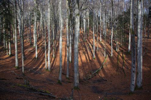 Forest in Slovenia