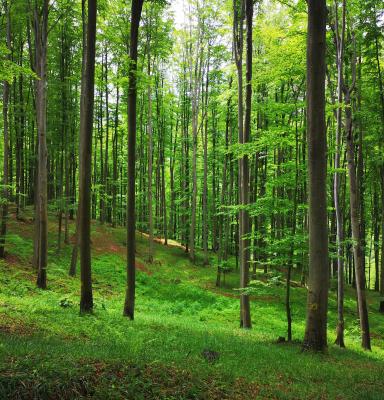 Forest Bosnia Sarajevo