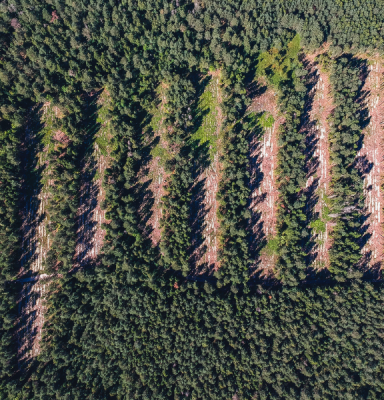 Illegal harvesting