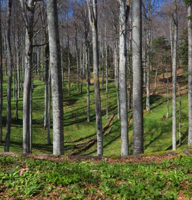 Forest in Slovenia 2