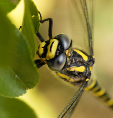 Balkan dragonfly