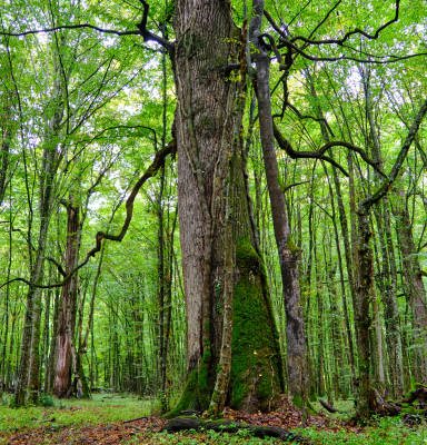 Forest Croatia FSC