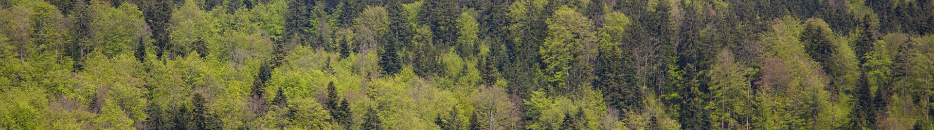 Forest in Slovenia