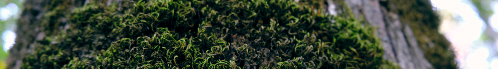 Tree moss Croatia