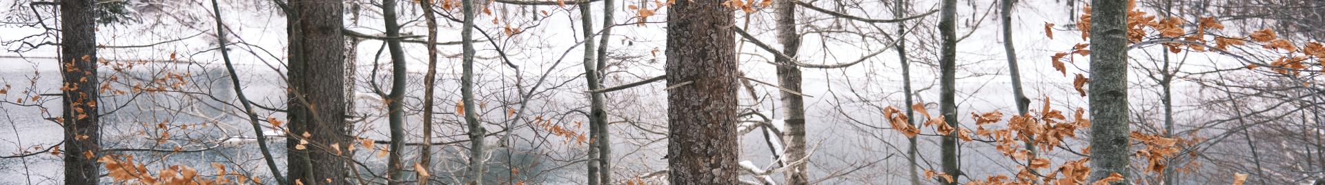 Lokvarsko jezero, Croatia trees