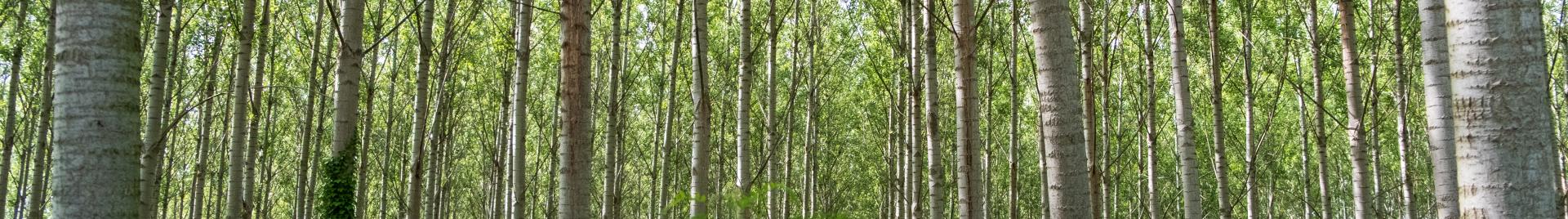 Forest plantation Vojvodina Serbia