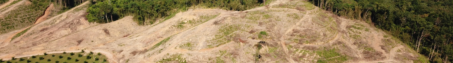 Deforestation