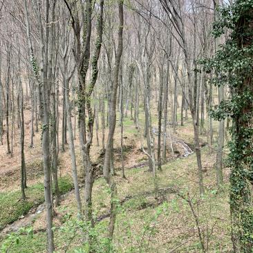 Forest in Croatia