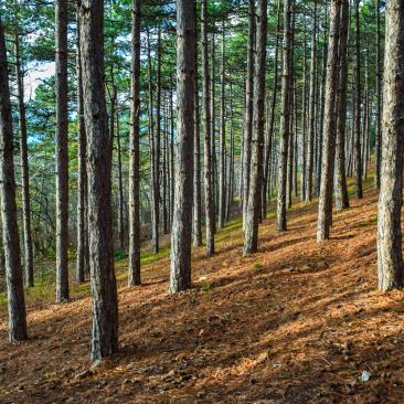 North Macedonia forest