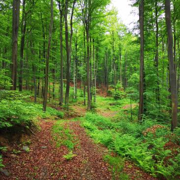 Forest in Bosnia and Herzegovina