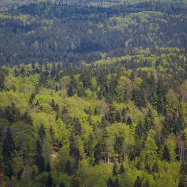 Forest in Slovenia